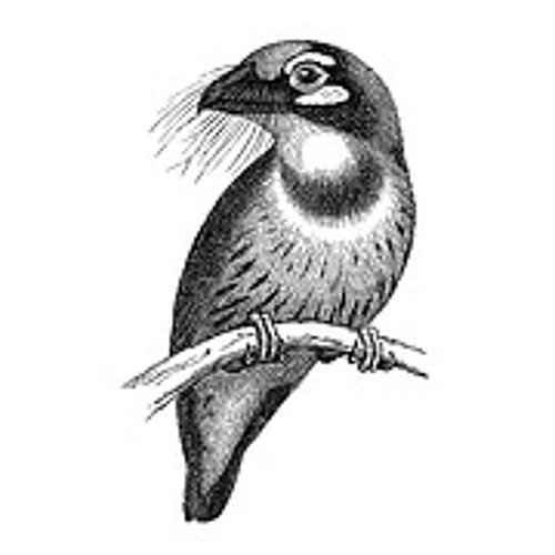 Bartvogel
